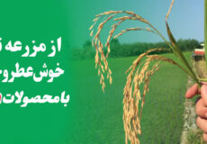 وب سایت هزارچین